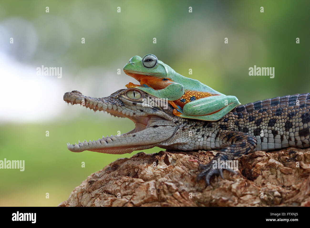 Tree Frog sentada sobre el cocodrilo Foto de stock