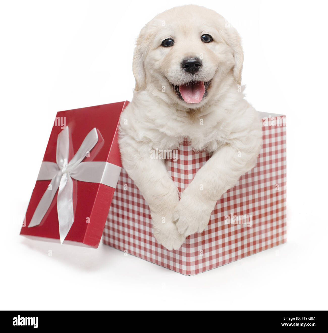 Cachorro Golden Retriever blanco caja de regalo sorpresa actual / Labrador  Fotografía de stock - Alamy