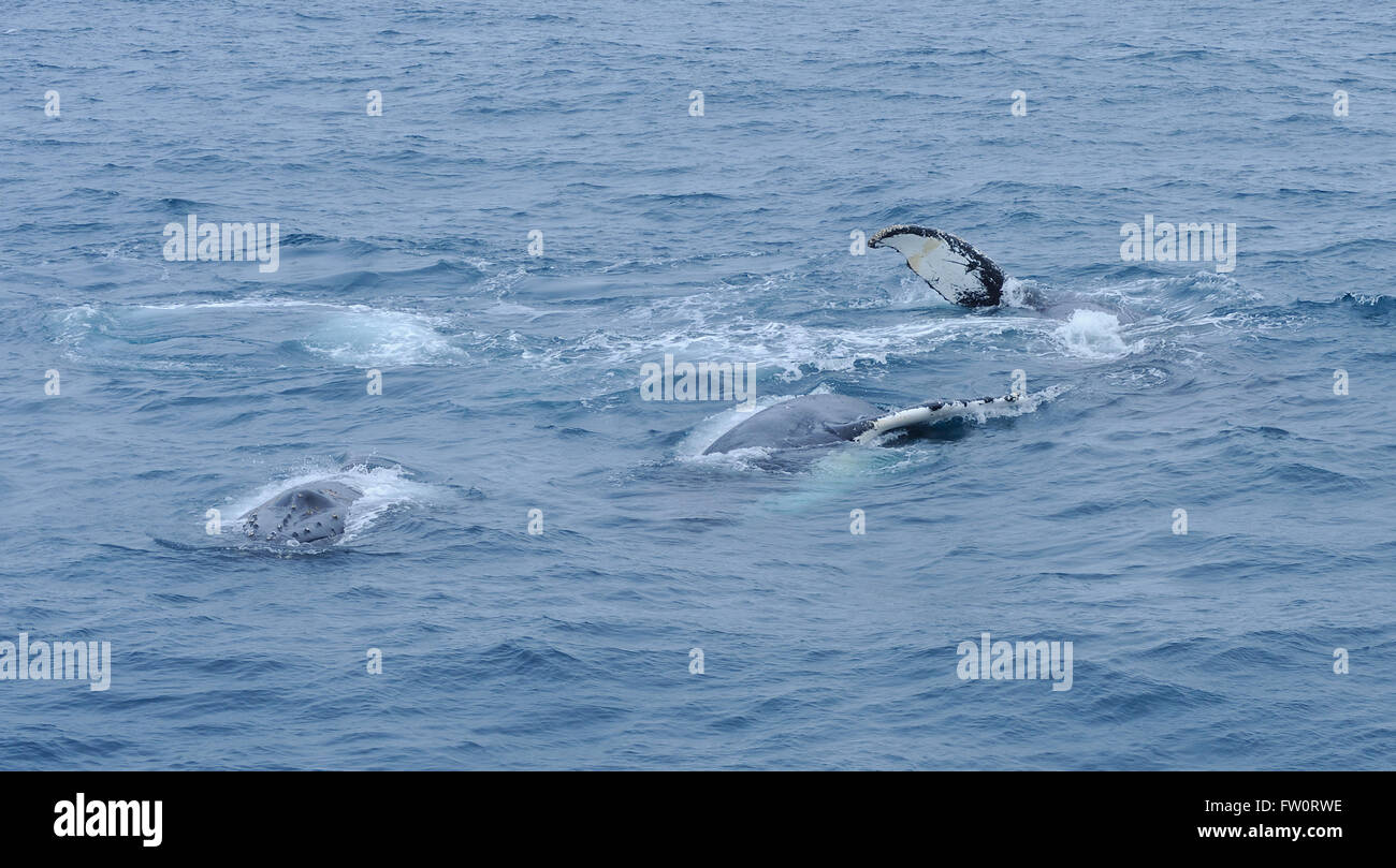 Tres humback whales (Megaptera novaeangliae) nadar juntos y parecen estar jugando por laminación a sus espaldas y bofetadas aletas en la superficie. Foto de stock