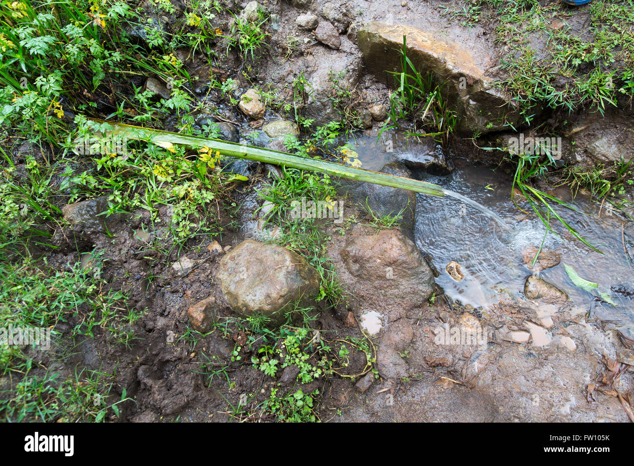 Gurage, Etiopía, de octubre de 2013 una corriente de agua, canalizada hacia abajo una hoja tallo proporciona agua limpia sobre Tedela Asfew's Farm. Foto de stock