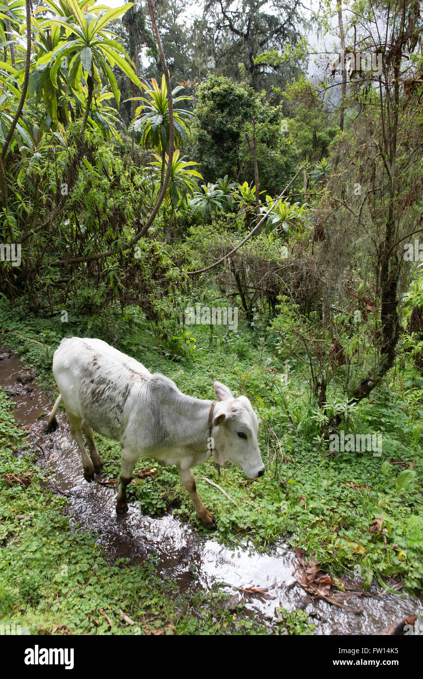 Norte de Shewa, Etiopía, Octubre 2013: ganado deja pastar libremente en el bosque por parte de los aldeanos. Esto detendrá el bosque desde la etapa de regeneración natural. Foto de stock