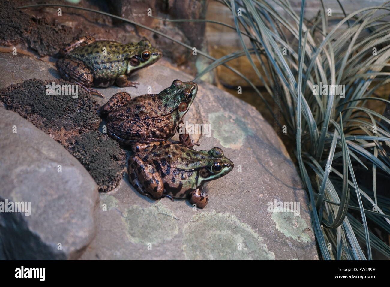 Tres ranas verdes (Rana clamitans) sobre una roca. Son comunes las ranas de mediano tamaño que se puede encontrar por toda Nueva York. Foto de stock
