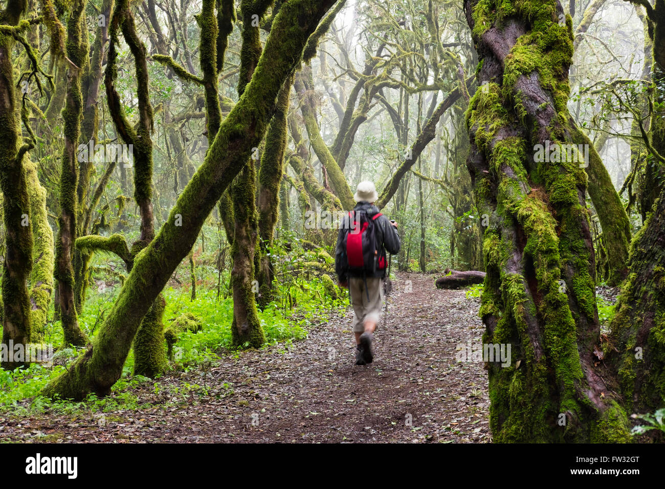 Caminante caminando a través de un bosque de laurisilva, Parque Nacional de Garajonay, en La Gomera, Islas Canarias, España Foto de stock