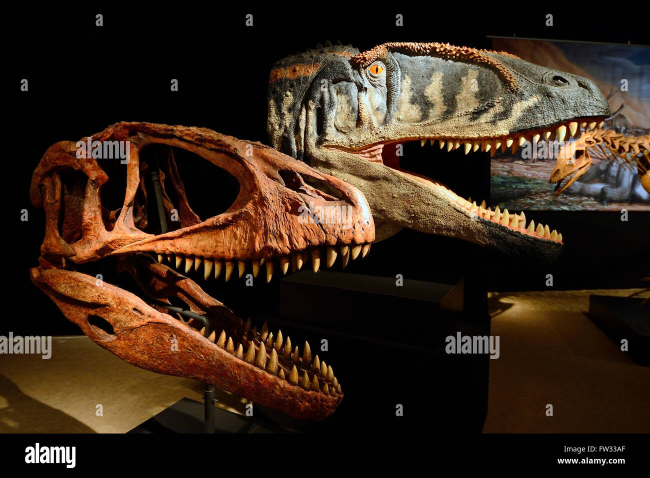 Cráneo y reconstrucción de un dinosaurio carnívoro (Carcharodontosaurus saharicus carcharodontosaurid), Naturkundemuseum Foto de stock