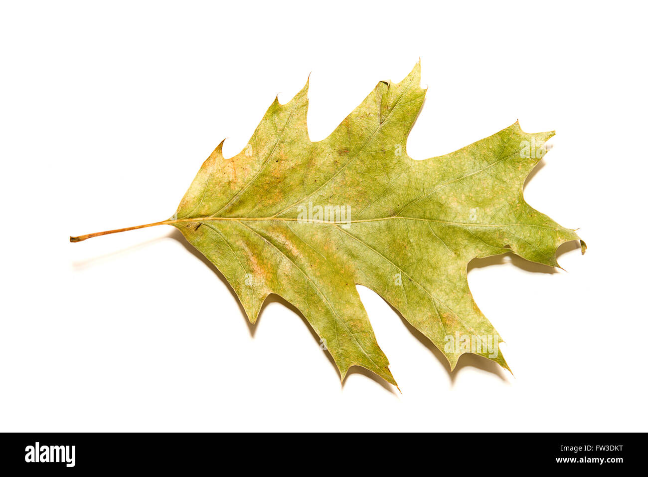 Otoño seco Oak Leaf en un sobre blanco Foto de stock