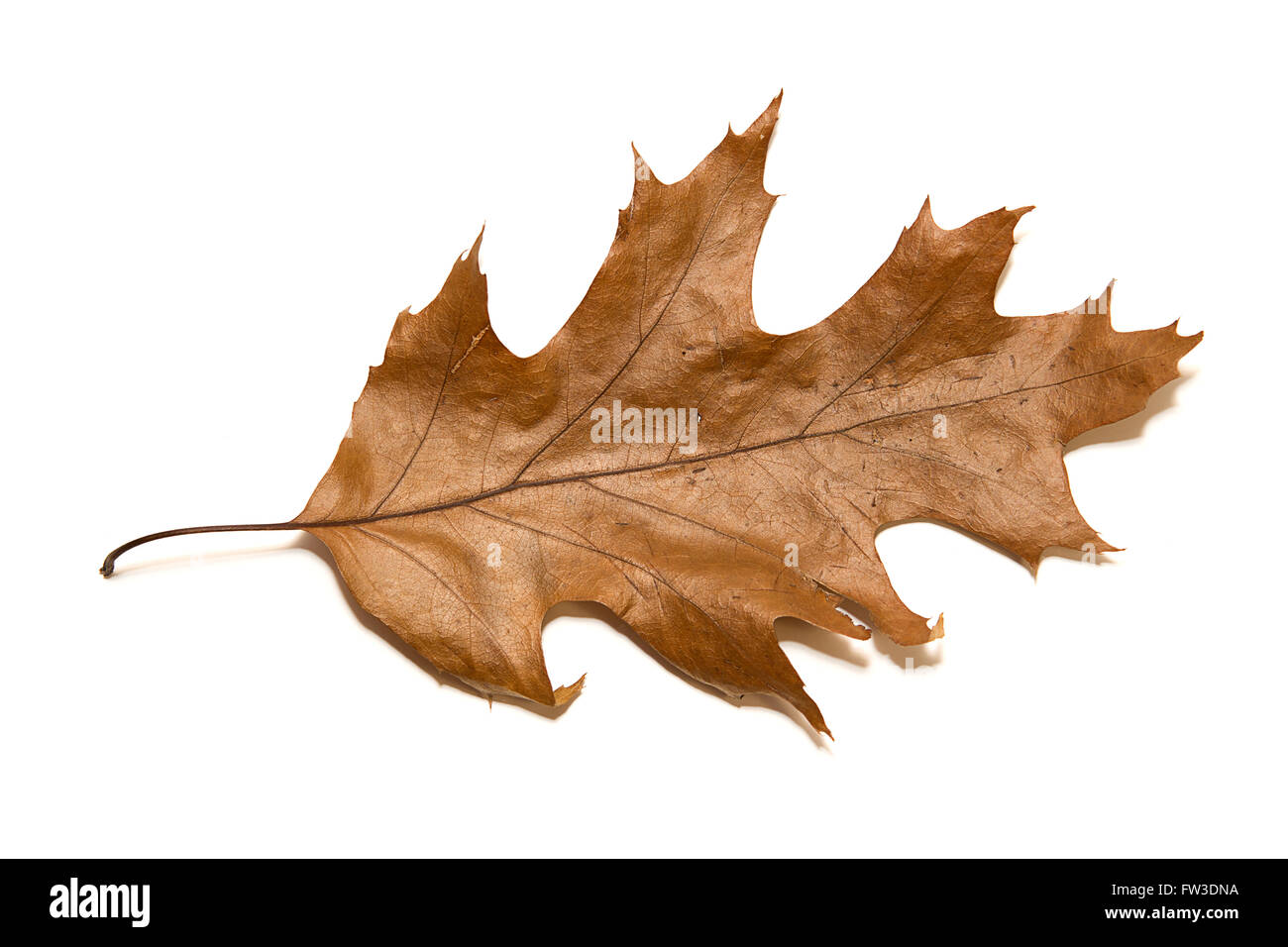 Otoño seco Oak Leaf en un sobre blanco Foto de stock