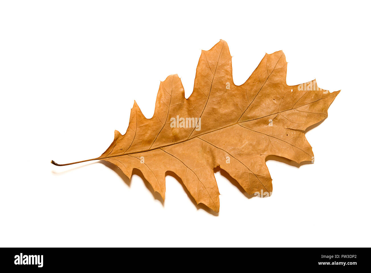 Otoño seco Oak Leaf en un sobre blanco Foto de stock