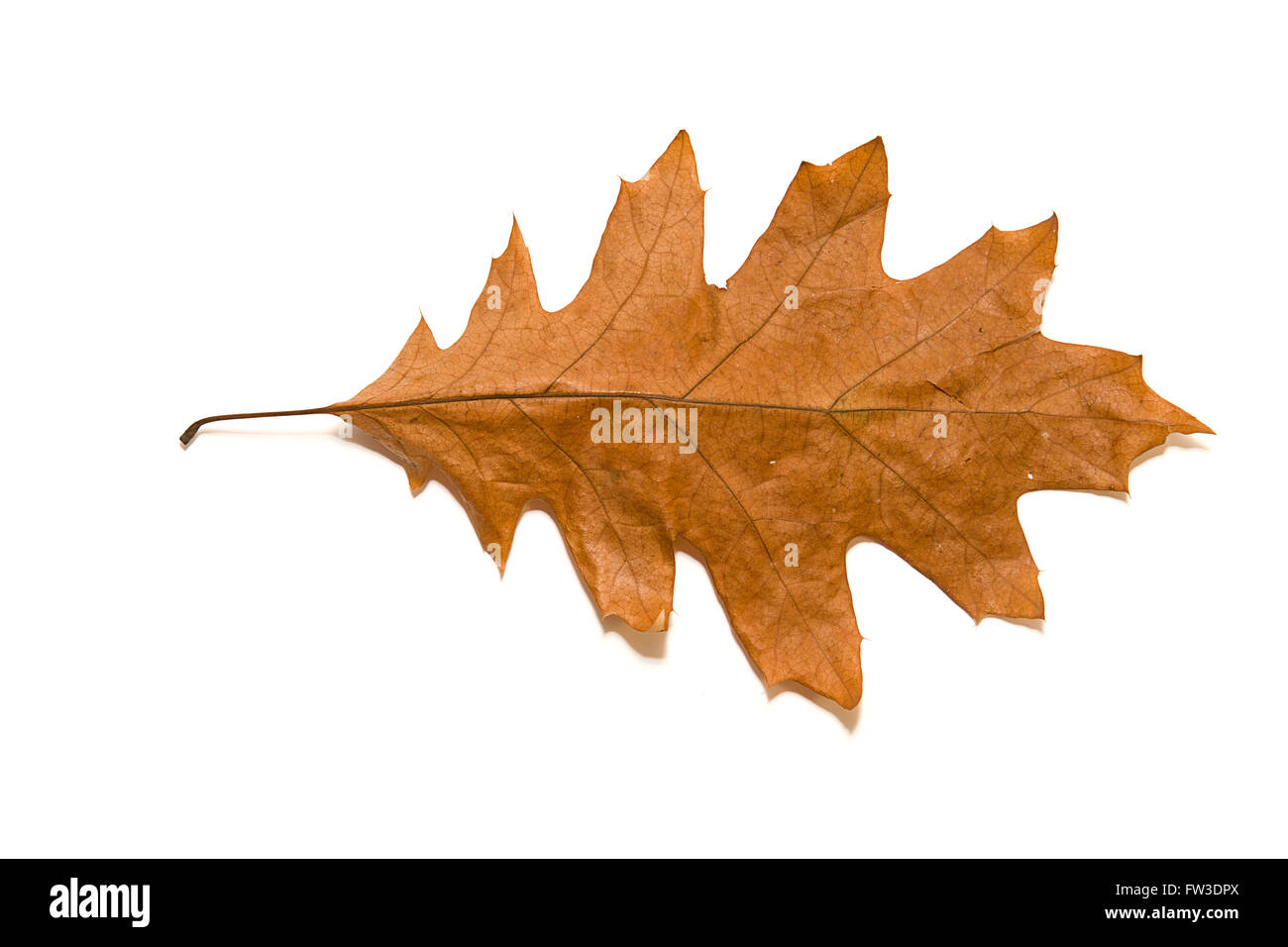 Otoño seco Oak Leaf en un sobre blanco Foto de stock