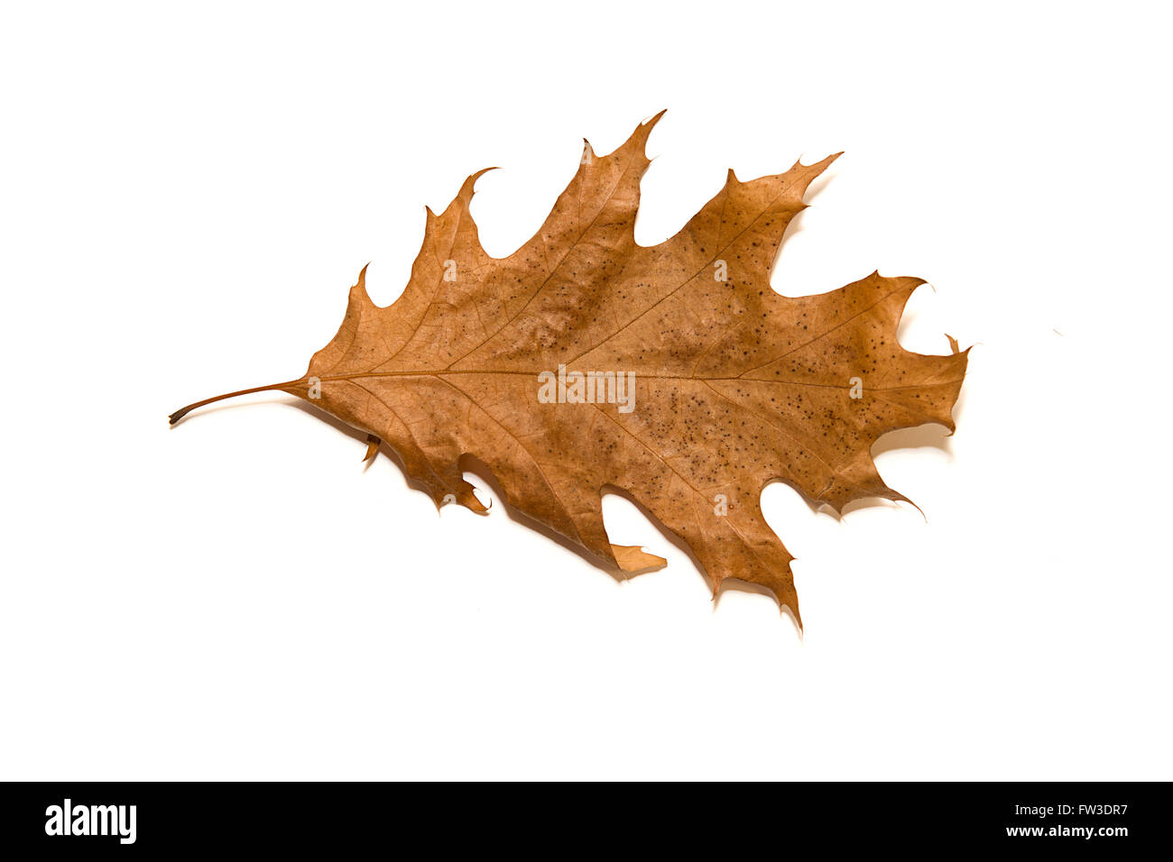 Otoño seco Oak Leaf en un sobre blanco Foto de stock