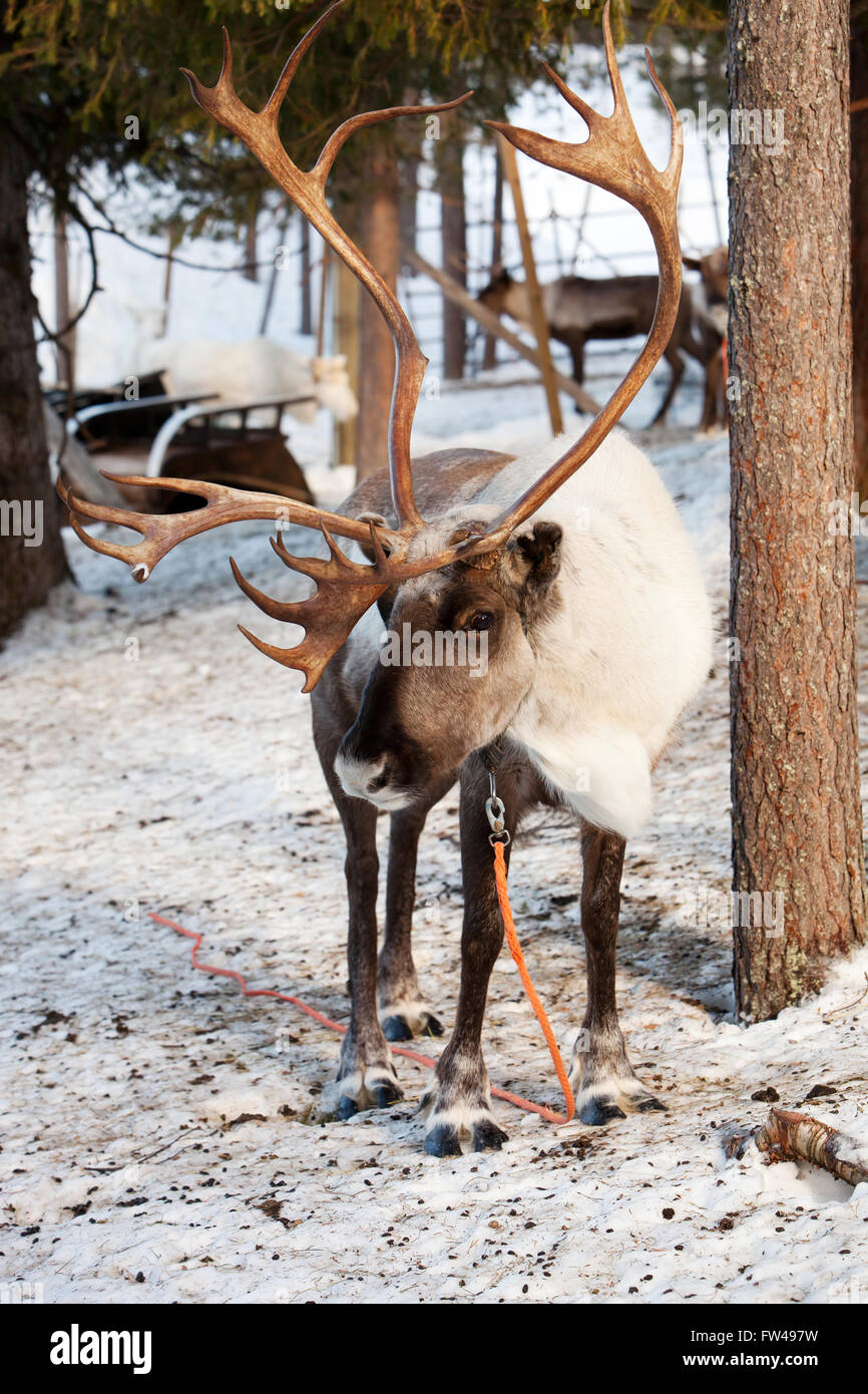 Con grandes cuernos de renos en Laponia de Finlandia Foto de stock