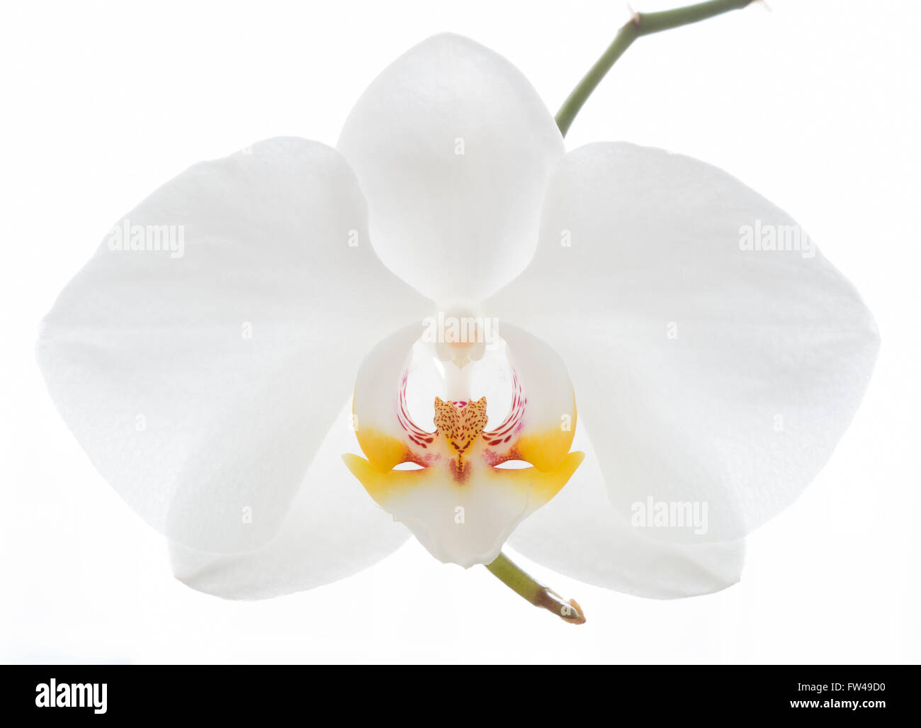 Solo White Orchid Flower Aisladas Contra Un Fondo Blanco Fotografia De Stock Alamy Solo White Orchid Flower Aisladas Contra Un Fondo Blanco Fotografia De Stock Alamy