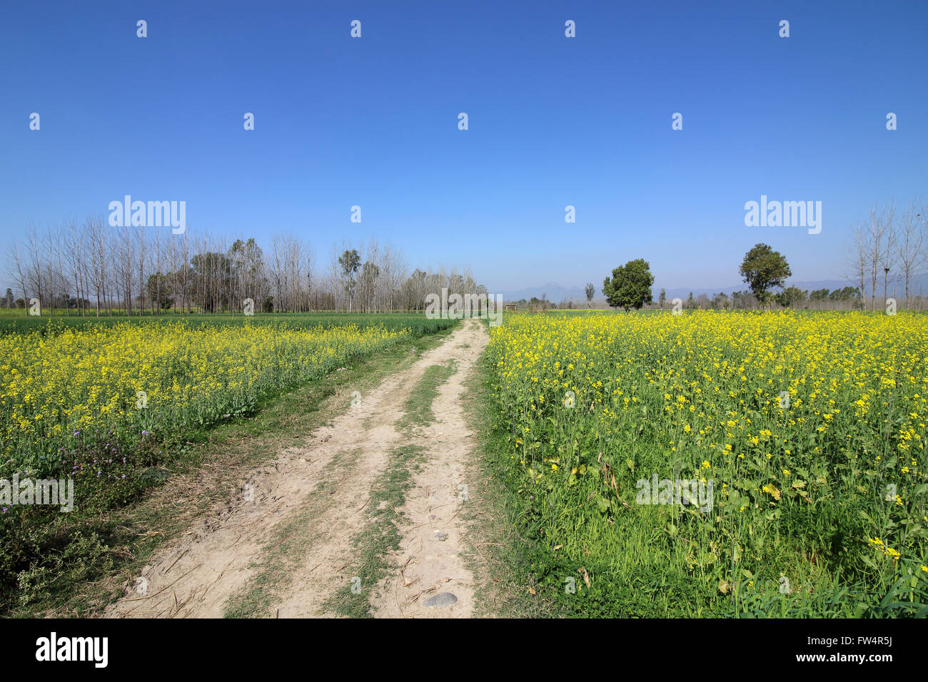 Hermosa campiña agrícola cerca de Anandpur sahib en Punjab, India con flores de mostaza campos bajo un cielo azul Foto de stock