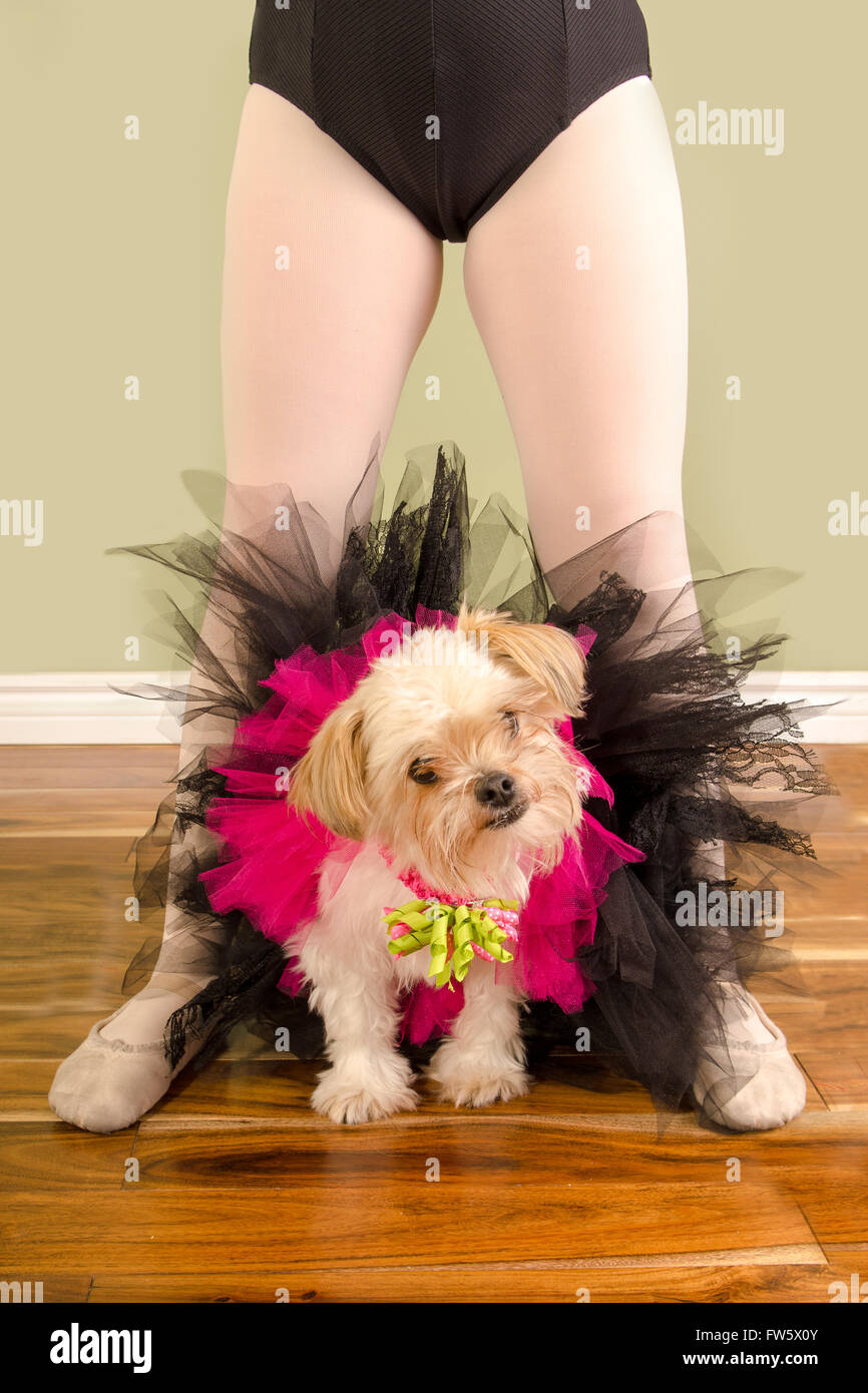 Perro en vestido de ballet fotografías e imágenes de alta resolución - Alamy