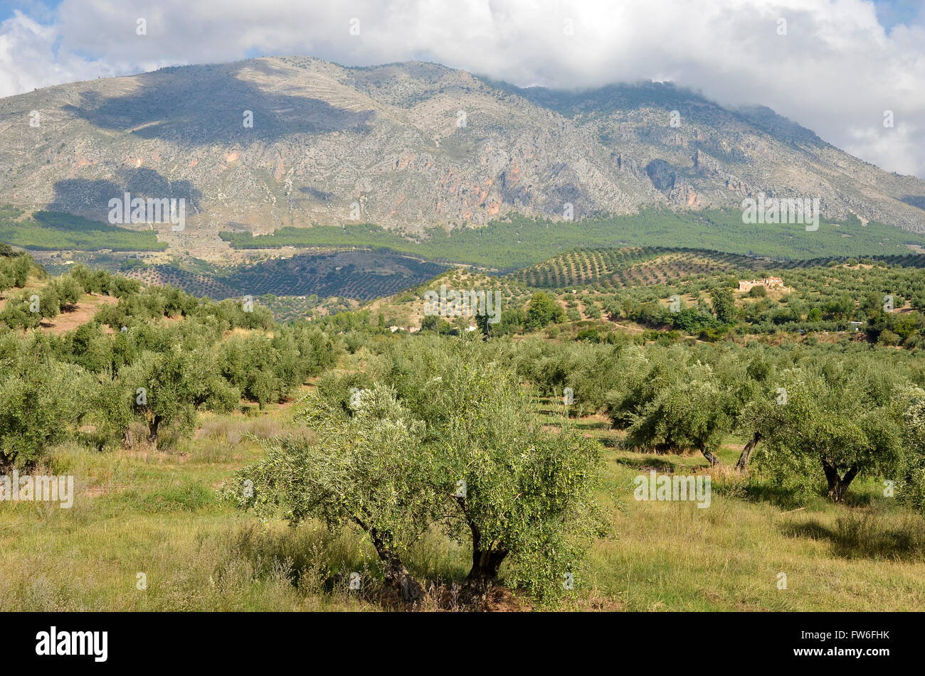 Los olivares en Jaén y Sierra Magina, andalucia. Foto de stock