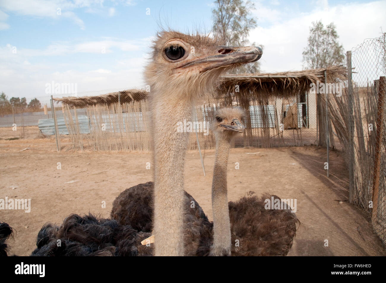 Dos avestruces somalí en la Reserva de Vida Silvestre Shaumari cerca de Azraq, Jordania, Oriente Medio. Foto de stock