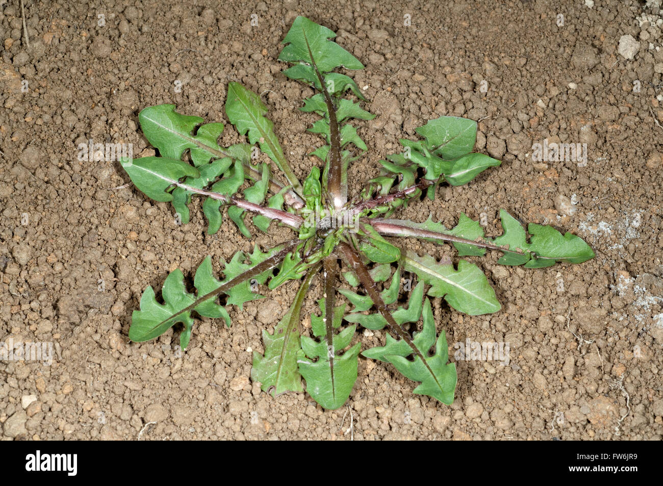 Loewenzahn; Jungpflanze, Taraxacum officinale; Foto de stock