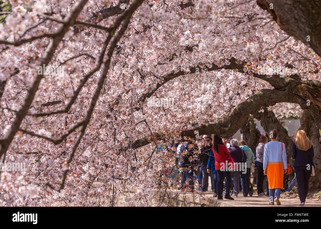 WASHINGTON, DC, EEUU - la gente disfruta de los cerezos florece en Tidal Basin. Foto de stock