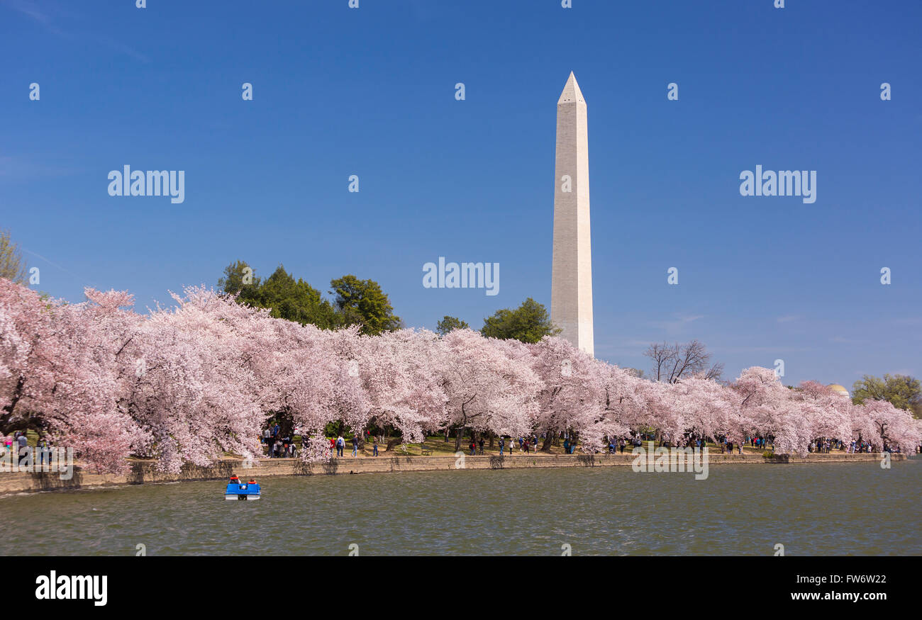 WASHINGTON, DC, Estados Unidos - Los Cerezos florece en Tidal Basin y el Monumento a Washington. Foto de stock
