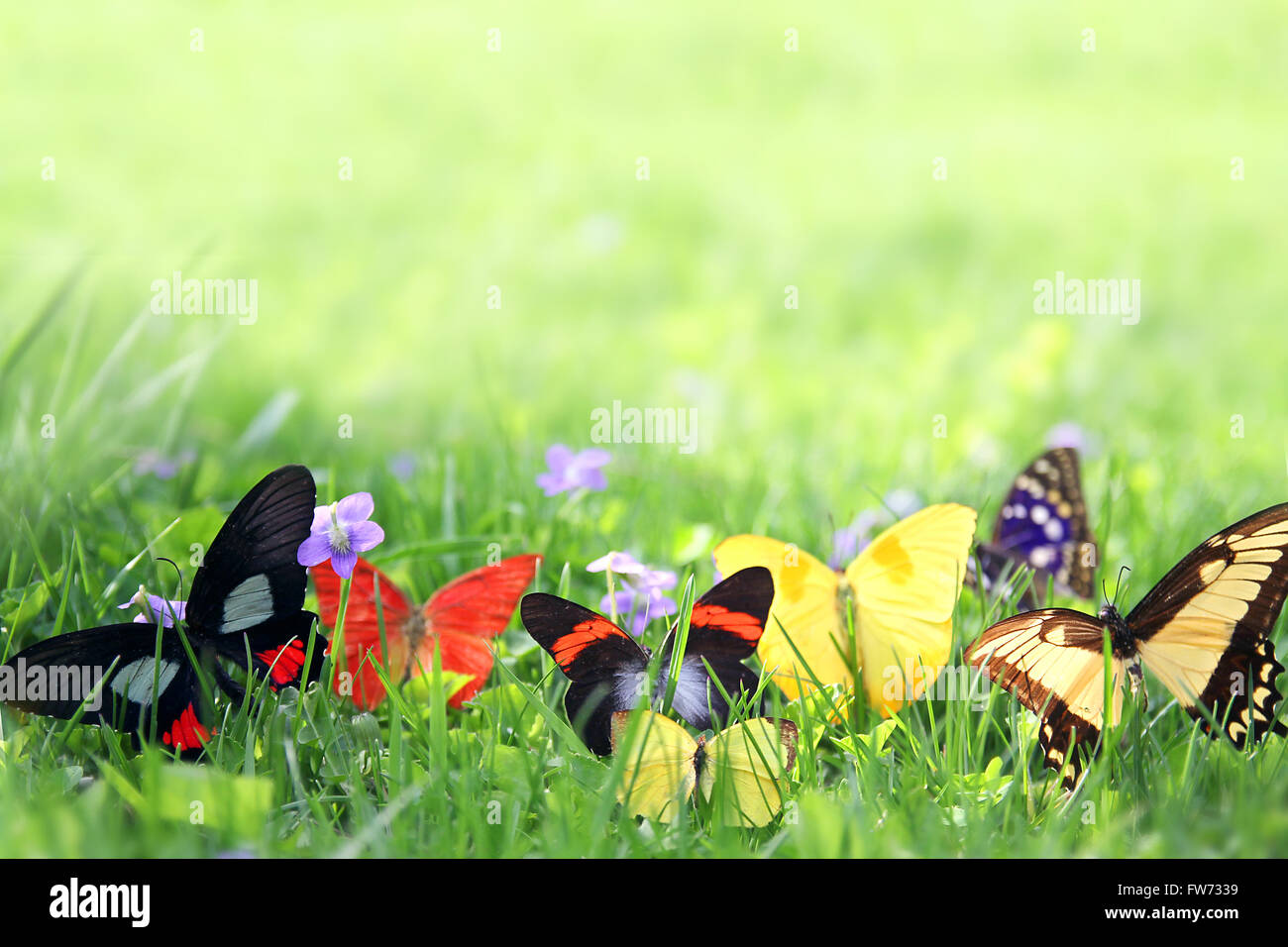Una variedad de coloridas mariposas exóticas está enmarcando el fondo de hierba verde primavera borrosa. Foto de stock