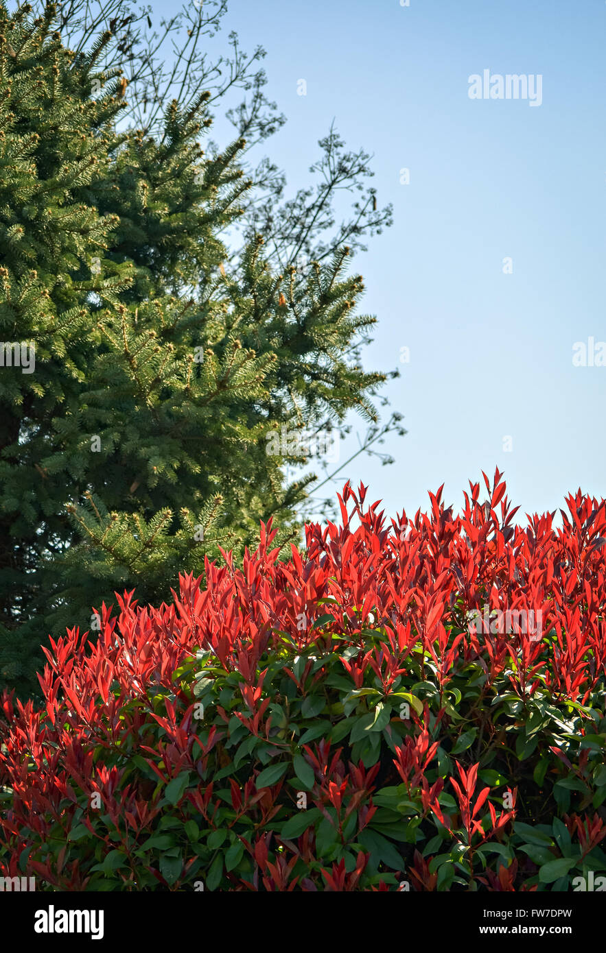 La intensidad de los colores de la naturaleza en un soleado día de primavera Foto de stock