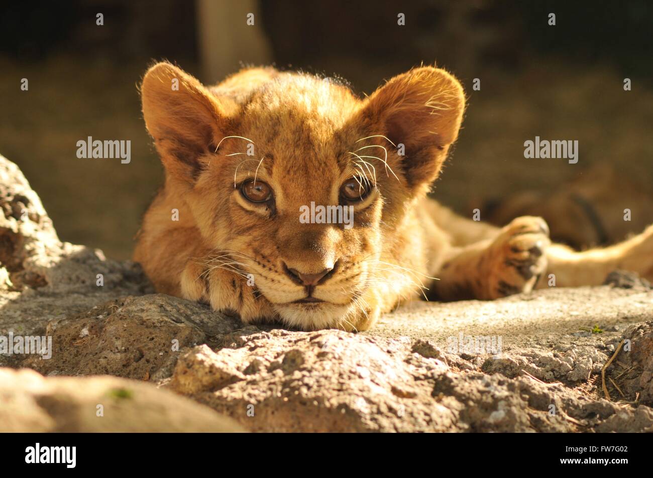 Tarde de sol en un cachorro de león Foto de stock
