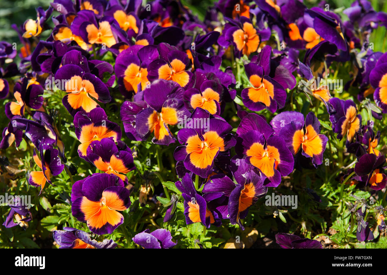 Rosa y flores de naranja en el jardín nombre latino Viola tricolor Foto de stock