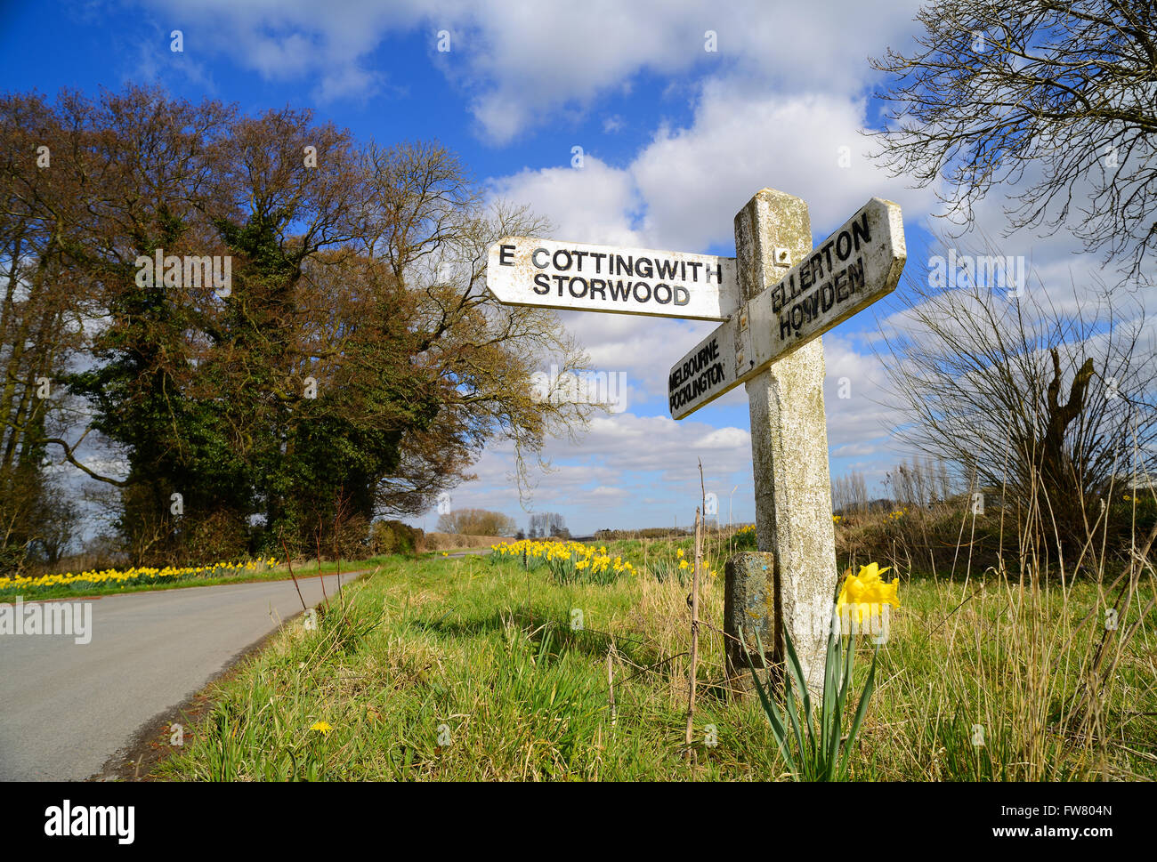 Narcisos primavera por carretera antigua signpost cerca facilidad cottingworth East Riding de Yorkshire Foto de stock