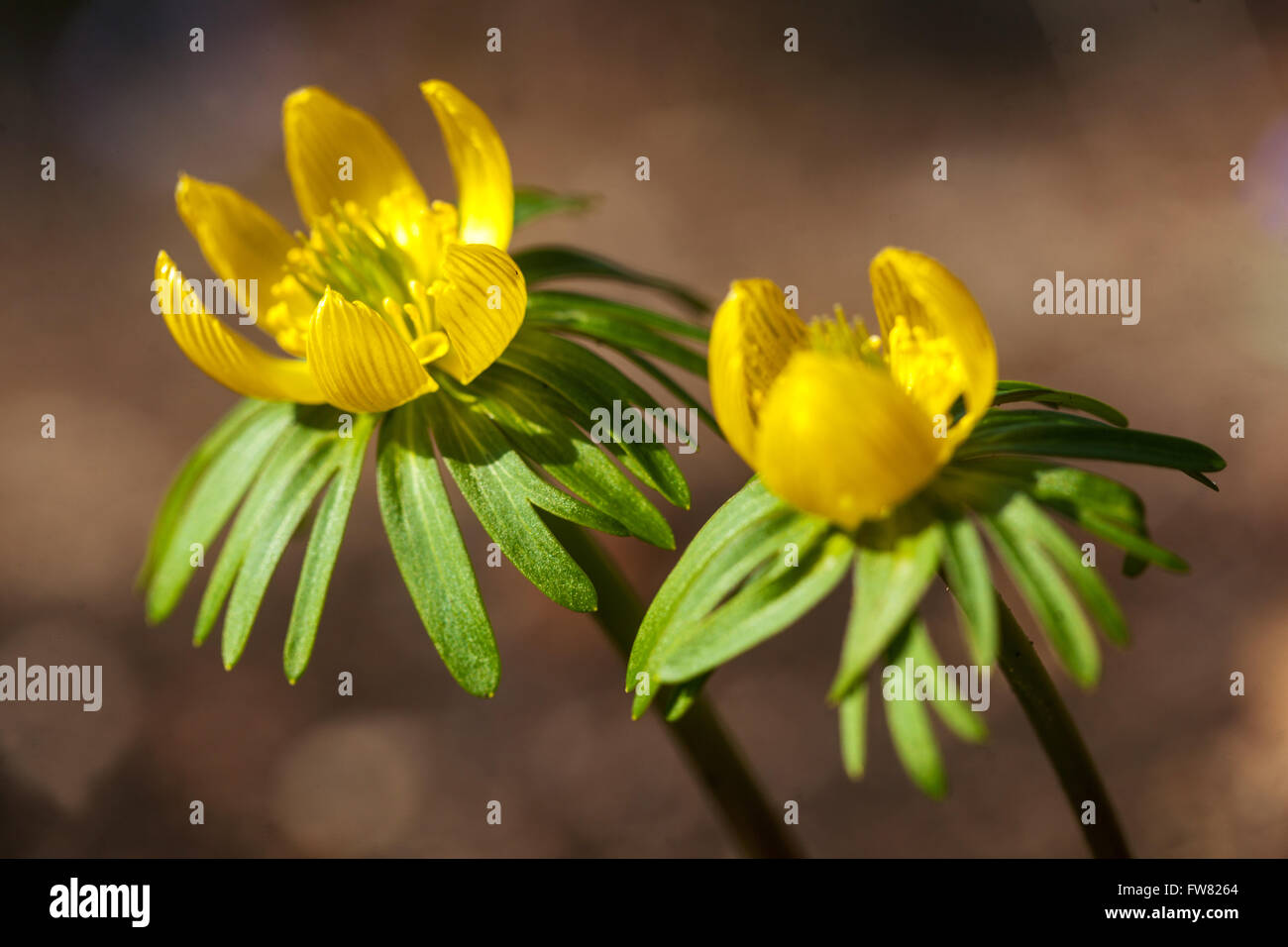 Eranthis hyemalis, invierno acónito Fotografía de stock - Alamy
