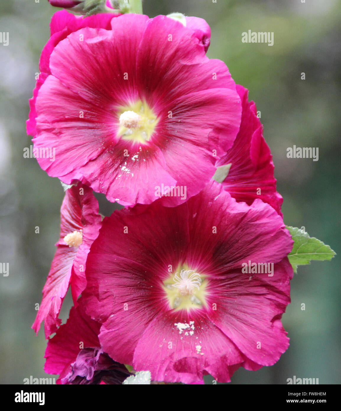 Alcea rosea, común hollyhock, flores rojas, altas hierbas ornamentales con  grandes hojas lobuladas y casi 10 cm a través de las flores Fotografía de  stock - Alamy