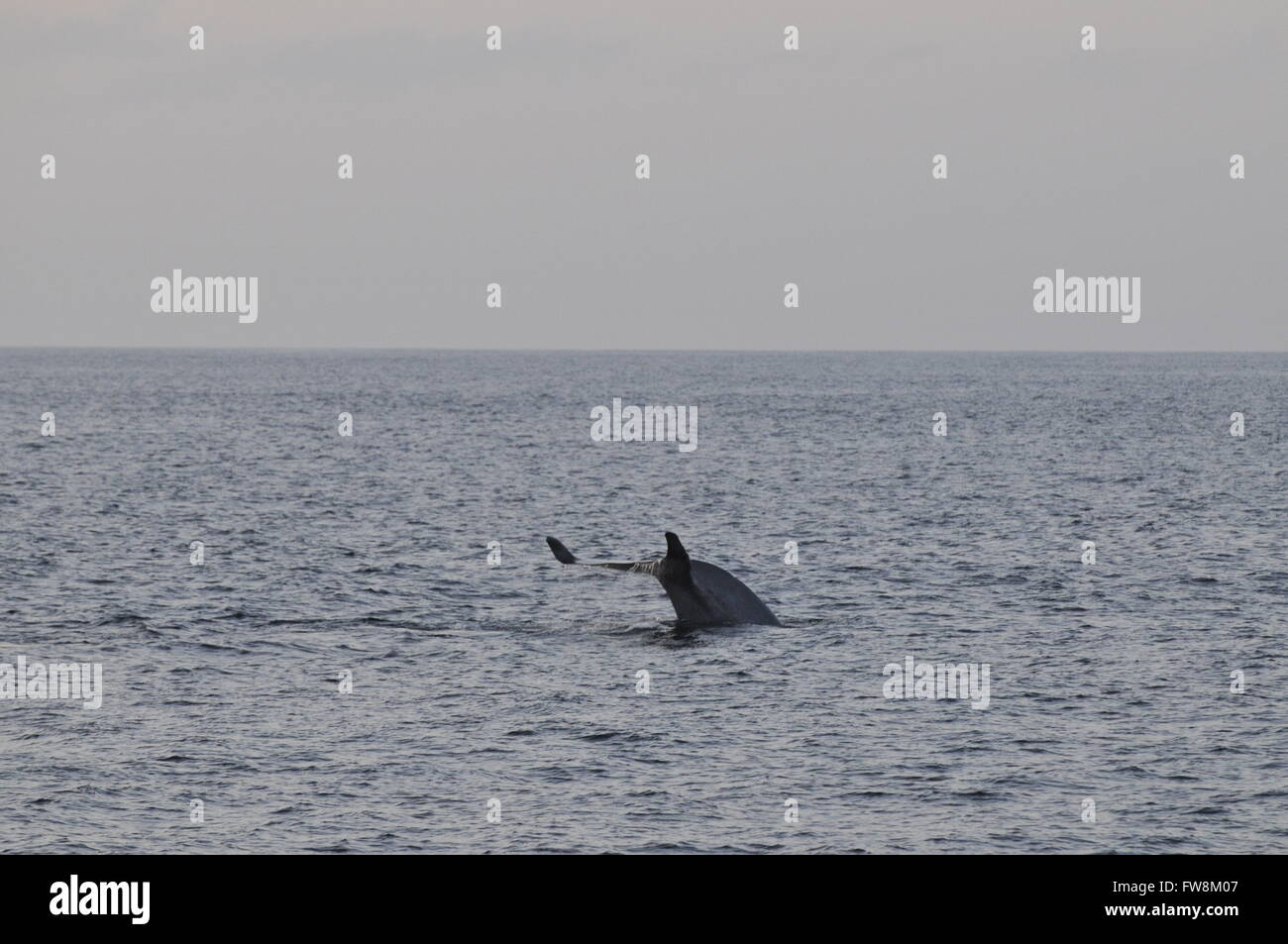 La ballena azul Balaenoptera musculus en México el Mar de Cortez Foto de stock