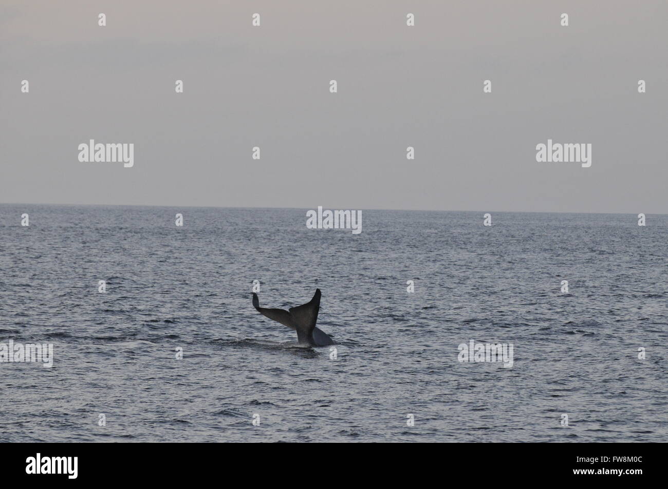 La ballena azul Balaenoptera musculus en México el Mar de Cortez Foto de stock