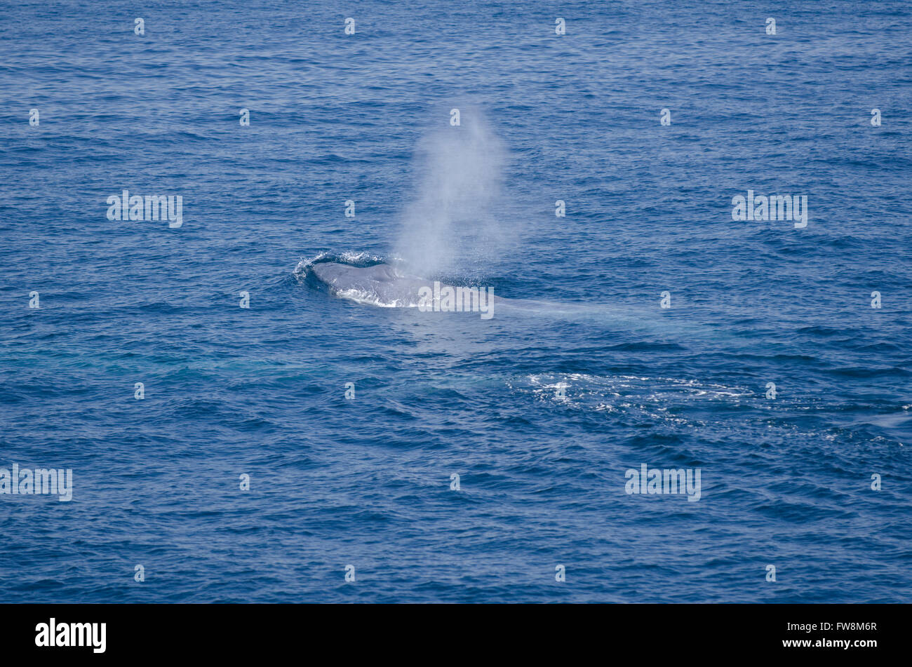 La ballena azul Balaenoptera musculus en México el Mar de Cortez Foto de stock