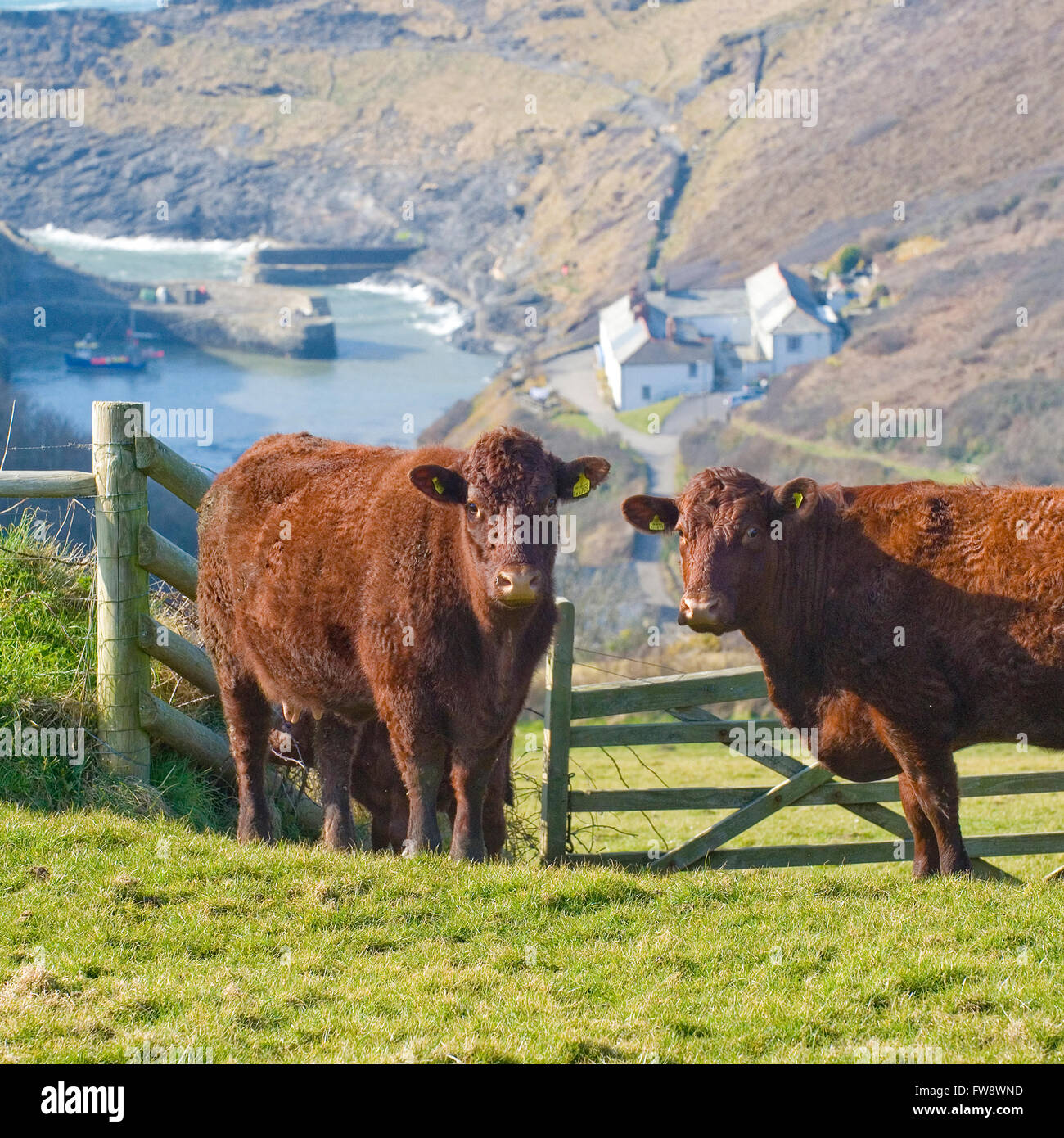 Las vacas CON VISTAS AL MAR, Cornwall uk Foto de stock