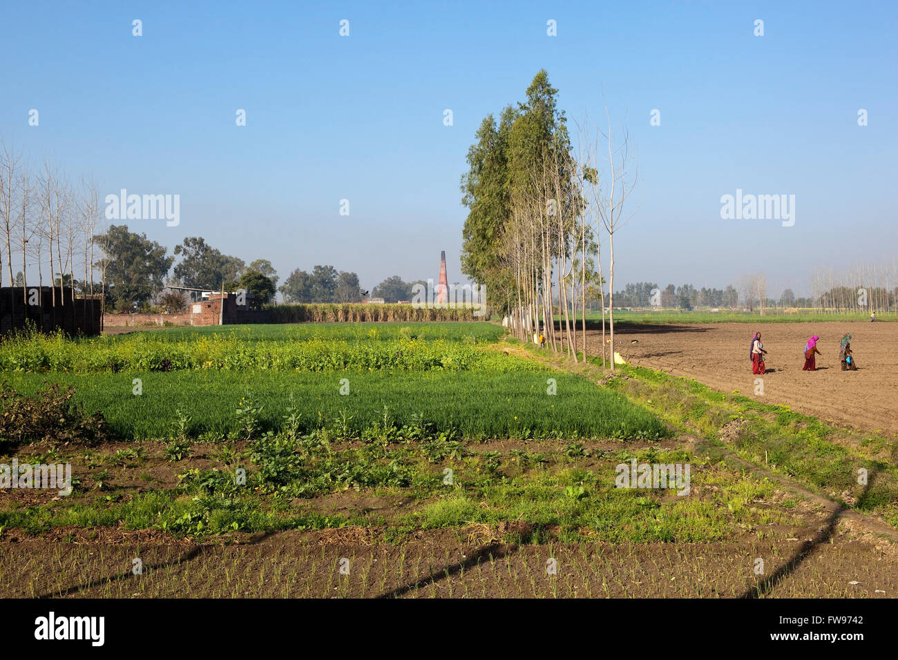 Un paisaje agrícola del Punjab con vestido tradicionalmente, las mujeres que trabajan en los campos sembrando semillas bajo un cielo azul Foto de stock