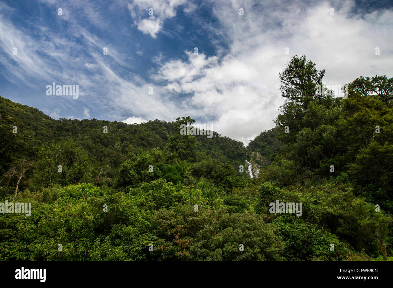 Exuberantes bosques verdes con una cascada en la región de la Costa Oeste de la Isla Sur de Nueva Zelanda Foto de stock