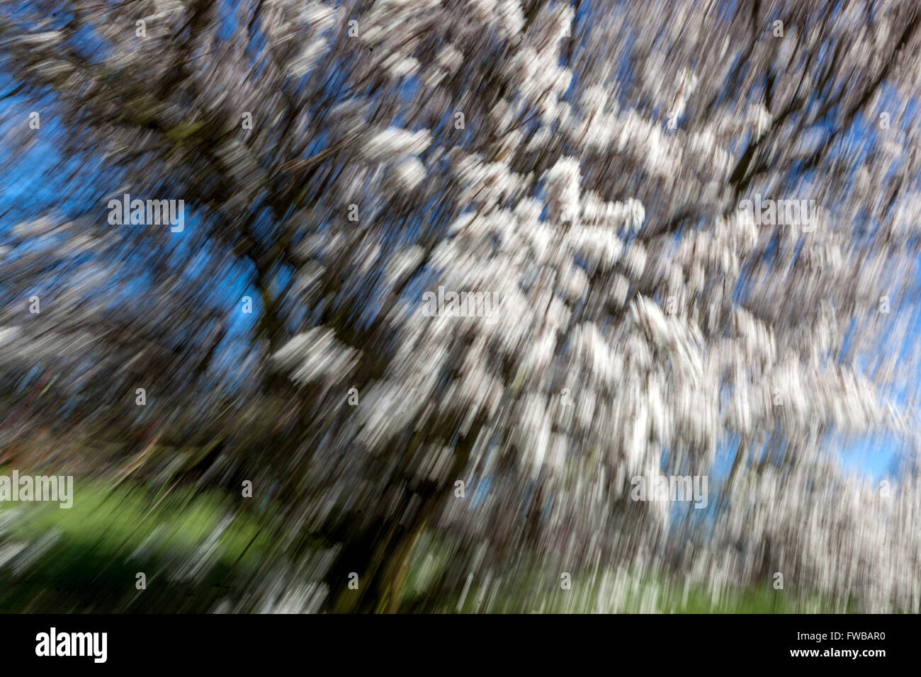 Prunus cerasifera 'Hessei', ciruela mirobalana, floreciendo ramas de árboles borrosa en movimiento, atmósfera de primavera Foto de stock