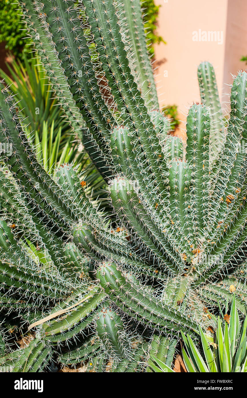 Cactus en el parque de Egipto en el día de verano Foto de stock