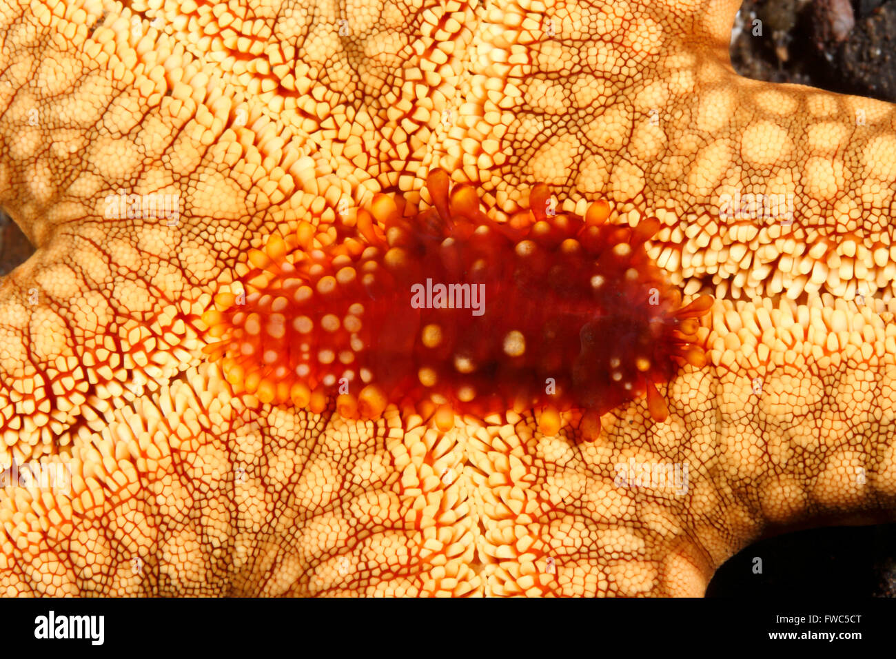 Escala Polynoid gusano, Asterophilia carlae, viviendo bajo una estrella de mar. Tulamben, Bali, Indonesia. Bali, mar, océano Índico Foto de stock