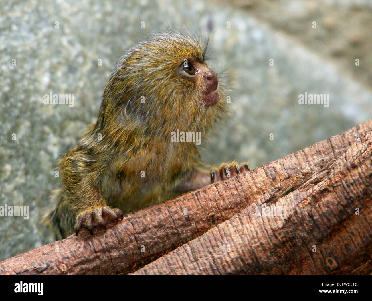 Ouistiti Pygmee Fotos E Imagenes De Stock Alamy