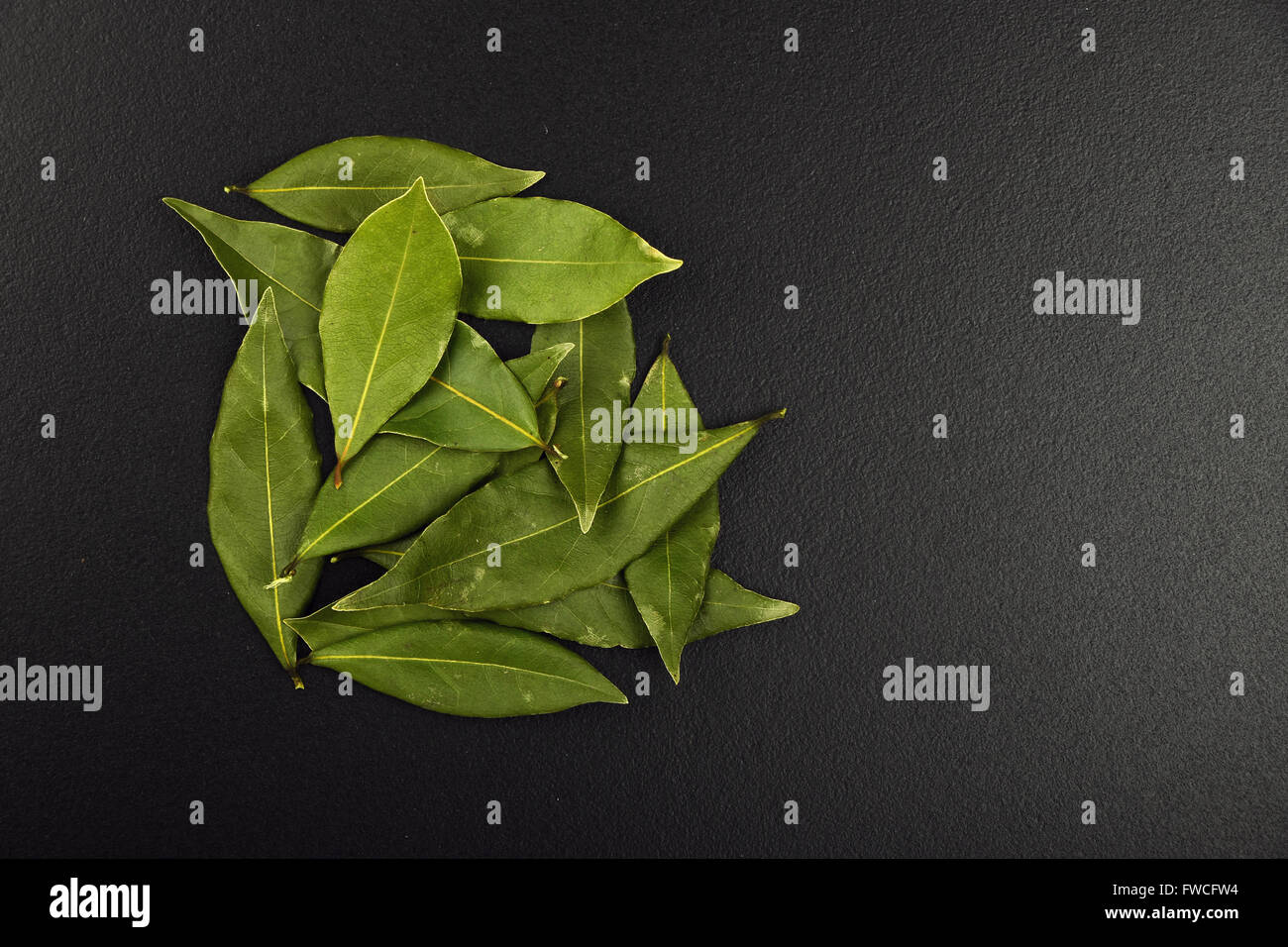 Hoja de laurel sobre fondo negro fotografías e imágenes de alta