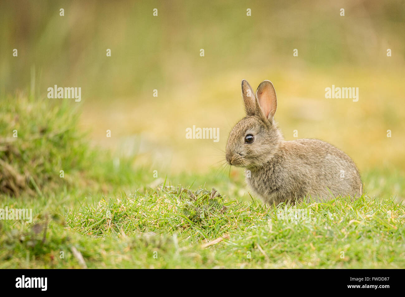 Un adorable conejo bebé fotografiado en el medio silvestre. Foto de stock