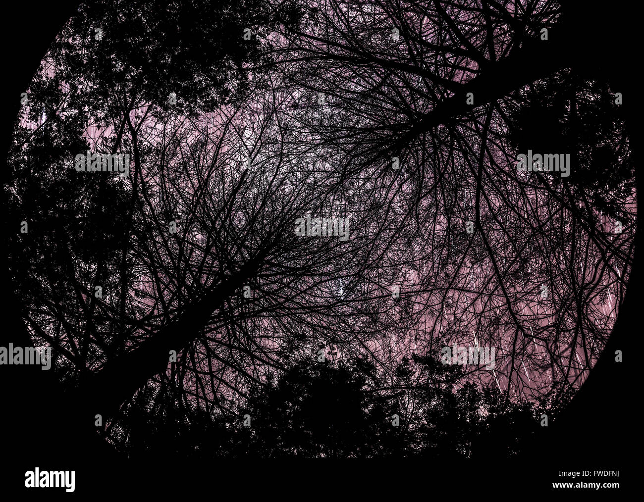 La larga exposición a mirar a través de las ramas de un árbol en la noche creando un cielo abstracto. Foto de stock