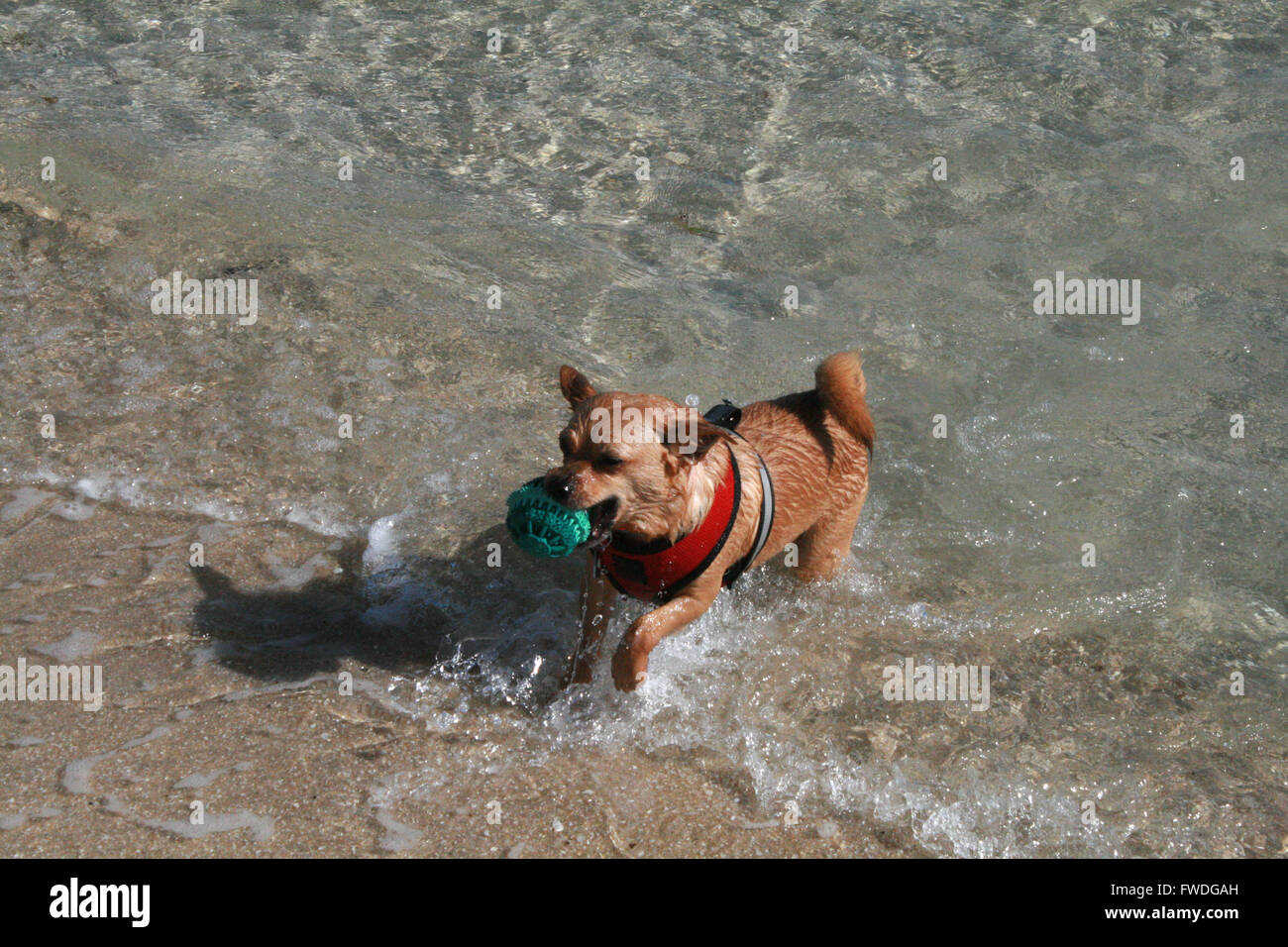 Puppy fetch jugando en la playa. Foto de stock