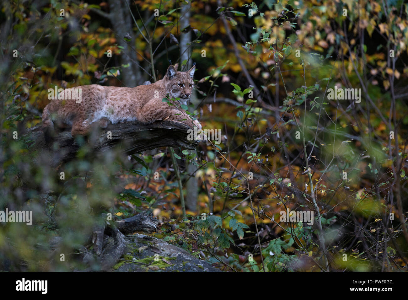 Lince euroasiático / Eurasischer Luchs ( Lynx lynx ), animal adulto, apoyado sobre un árbol caído en medio del otoño las hojas de color. Foto de stock