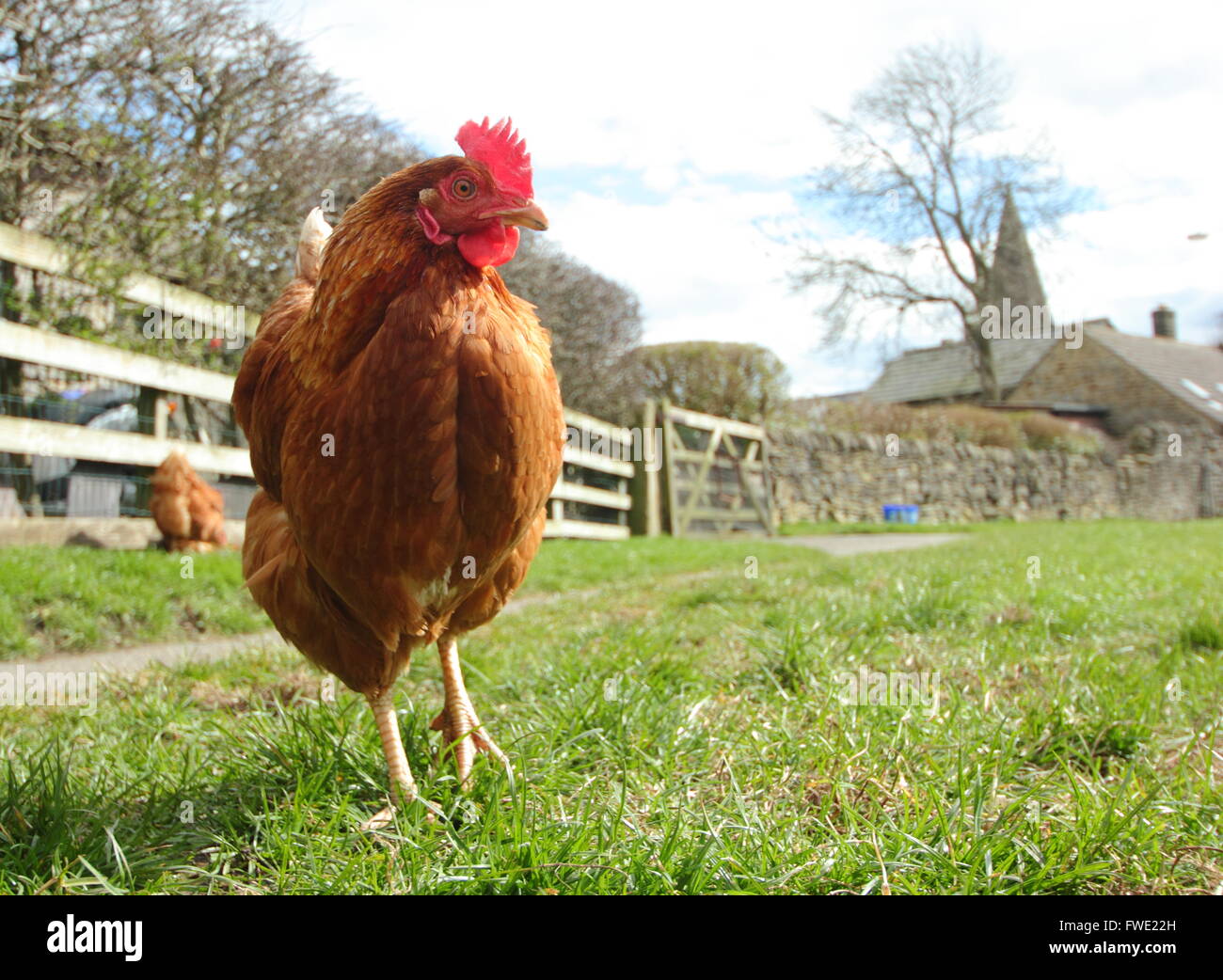 Un intervalo libre de itinerancia de pollo en un campo de hierba en la aldea de la esperanza, el Peak District National Park, Derbyshire, Inglaterra Foto de stock