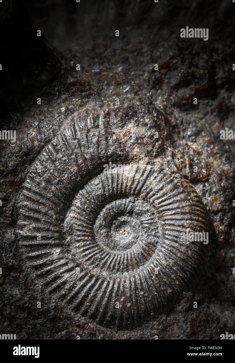Un fósil de ammonites descubiertos dentro de una roca, en Yorkshire, Reino Unido Foto de stock