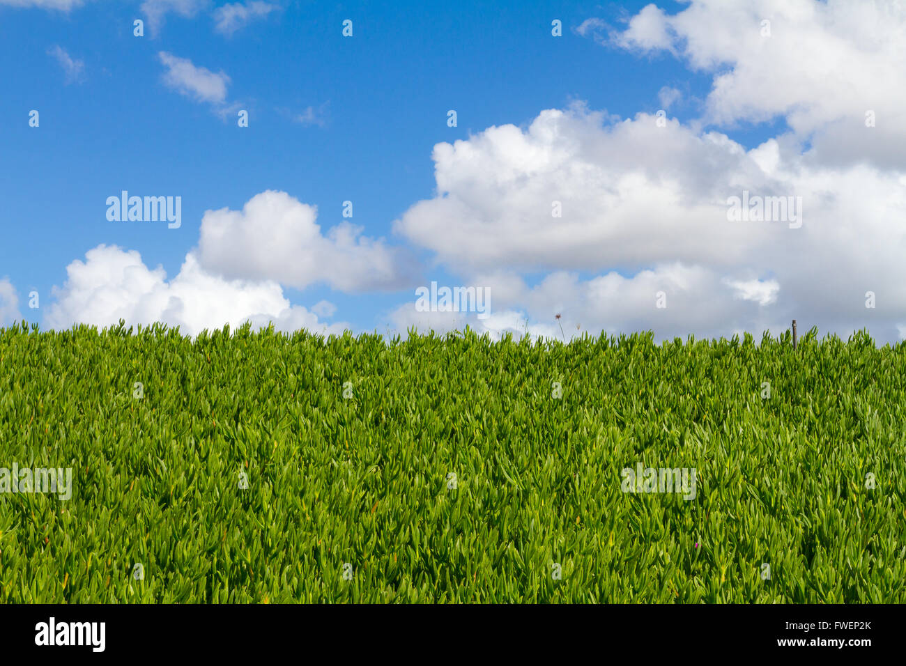 Esta única imagen abstracta muestra una cobertura de vegetación tropical de plantas y algunos a lo largo del cielo azul con nubes. Este es un gran imag Foto de stock