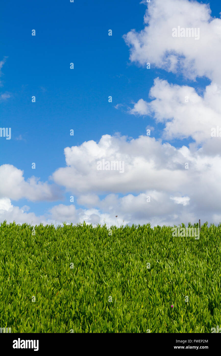 Esta única imagen abstracta muestra una cobertura de vegetación tropical de plantas y algunos a lo largo del cielo azul con nubes. Este es un gran imag Foto de stock