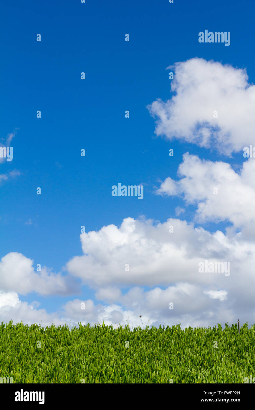 Esta única imagen abstracta muestra una cobertura de vegetación tropical de plantas y algunos a lo largo del cielo azul con nubes. Este es un gran imag Foto de stock