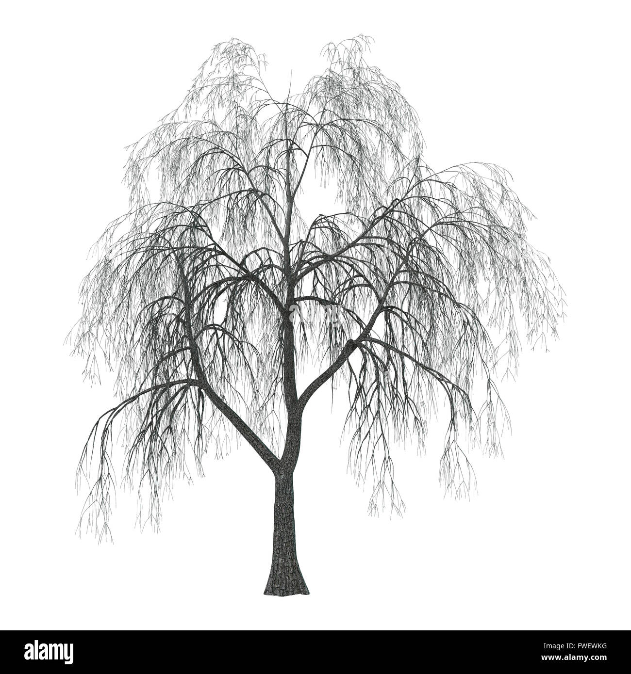 Ilustración 3D de un sauce llorón o cetrino o mimbre aislado sobre